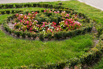 different flowers in the design of the flowerbeds