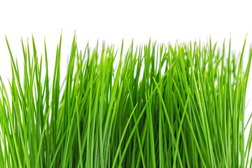 Fototapeta na wymiar green grass fake on white background