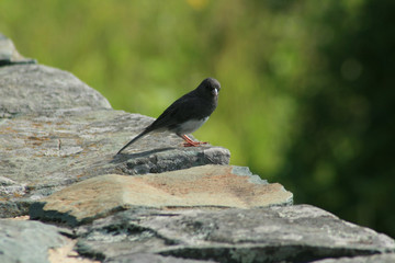 bird on stone wall