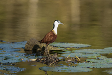 African jacana