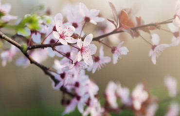 Fototapeta na wymiar Blossoming of sakura. 