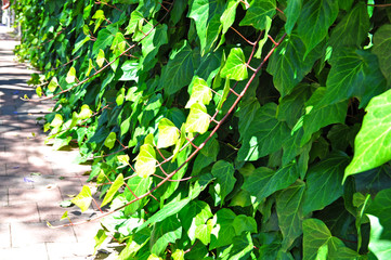 A living wall background showing lush growth of plants covering an entire wall
