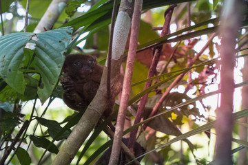 Tarsier in the Conservation area in Loboc, Bohol, Philippines