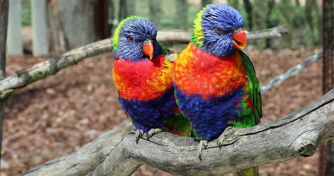Beautiful Rainbow Lorikeet Couple Perched On The Tree Branch. Close Up Portrait - DCi 4K Resolution