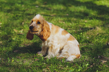 Obraz premium Beautiful dog Cocker Spaniel in the park, in the forest
