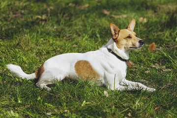Beautiful dog Jack Russell Terrier in the park, in the forest