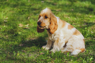 Beautiful dog Cocker Spaniel in the park, in the forest
