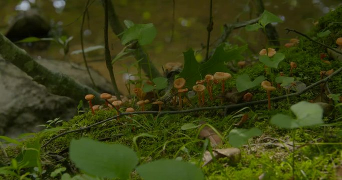 mushrooms and ferns