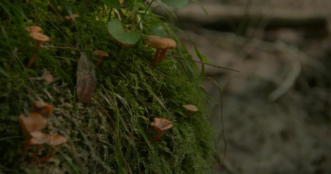 mushrooms and ferns