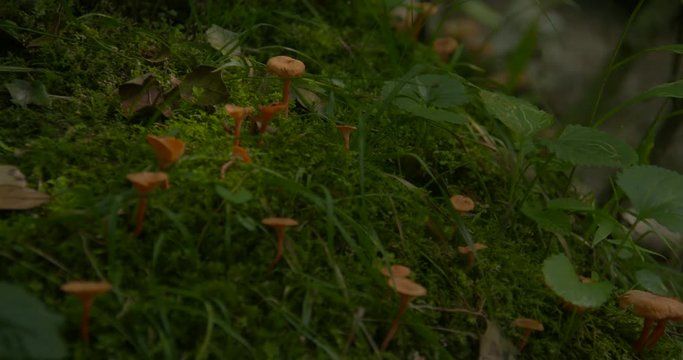 mushrooms and ferns