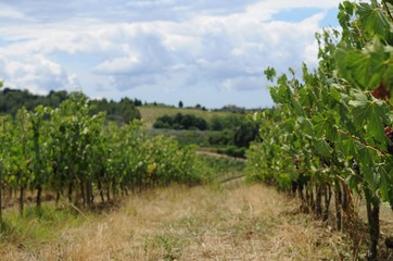 Fototapeta na wymiar イタリア、トスカーナの秋のぶどう収穫風景