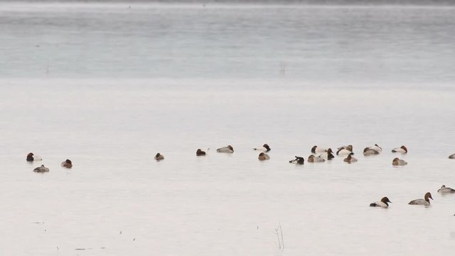 Canvasback ducks on Catahoula Lake