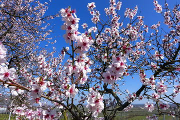 wonderful pink almond and cherry blossom trees in spring in Palatinate, Germany, an avenue of flowers at the southern wine route