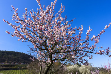 wonderful pink almond and cherry blossom trees in spring in Palatinate, Germany, an avenue of flowers at the southern wine route