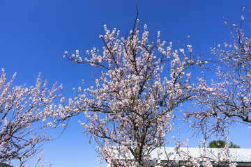 wonderful pink almond and cherry blossom trees in spring in Palatinate, Germany, an avenue of flowers at the southern wine route