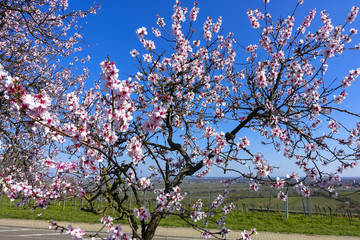 wonderful pink almond and cherry blossom trees in spring in Palatinate, Germany, an avenue of...