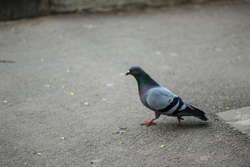 Pigeon looking for food