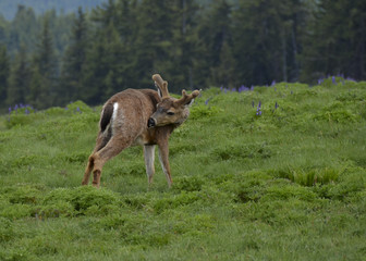 Deer on Hurricane Ridge