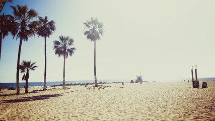 Palm Trees on Venice Beach on Sunny Day