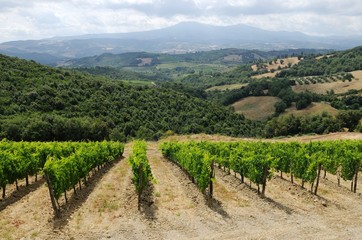 Fototapeta na wymiar イタリア、トスカーナの秋のぶどう収穫風景