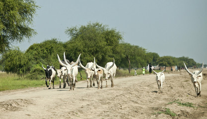 A cattle herder walks his ankole-watusi cattle down a dirt road in South Sudan.