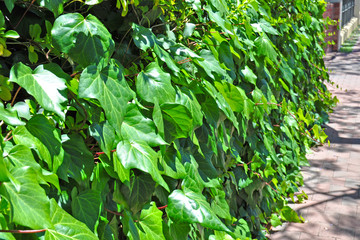 A living wall background showing lush growth of plants covering an entire wall
