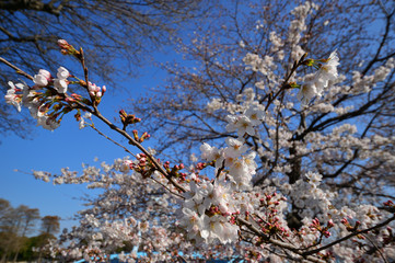 水元公園の桜