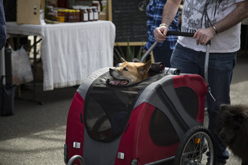 An old dog being pushed in a doggie stroller, head sticking out of the top