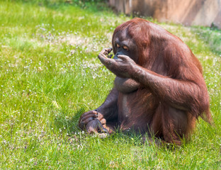 Orangutan