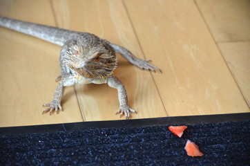 Australian Bearded Dragon Pogona vitticeps pet lizard eating fruit and walking around house