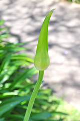 Lily of the Nile, also called African Blue Lily flower, in purple blue shade (Agapanthus Africanus) in Australia. Blue Agapanthus flowering plant in summer garden.