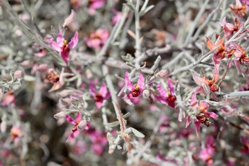 Desert Flower Purple Pink Red Bloom 