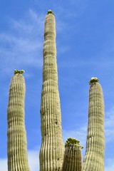 Flowering Saguaro Cactus Arizona Sonoran Desert 