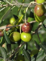 イタリアのオリーヴ収穫風景