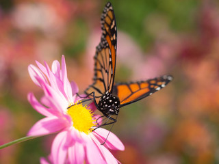 Butterfly on Pink Mums Flower
