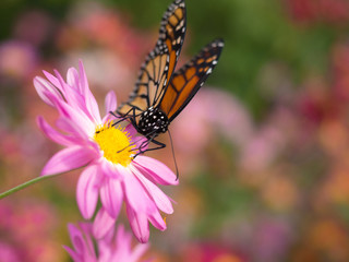 Butterfly lands on pink Chrysanthemum flower