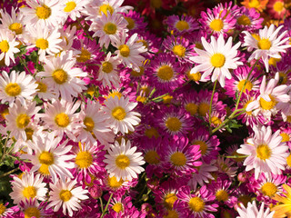 Shades of pink Chrysanthemum Flowers