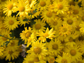 Yellow Chrysanthemum flower background