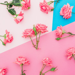 Blue and pink pastel background with roses flowers. Flat lay. Top view