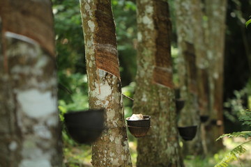 Rubber tree garden in Thailand