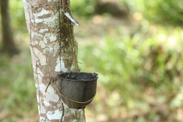 Rubber tree garden in Thailand