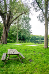 Fototapeta na wymiar Wooden bench on green grass at Haagse Bos, forest in The Hague