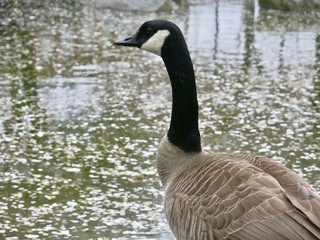 Canadian Goose swimming in park pond in Vancouver BC