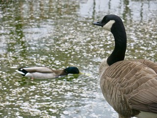 Goose and Duck swimming in park pond in Vancouver BC
