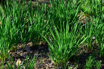 
Spontaneously growing young juicy green garlic.