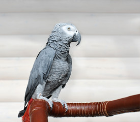 The grey parrot Psittacus erithacus