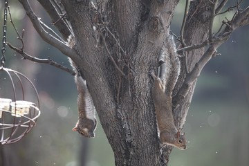 just hanging