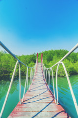 Wooden walking bridge in mangrove forest