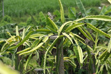 Dragon fruit field