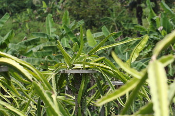 Dragon fruit field